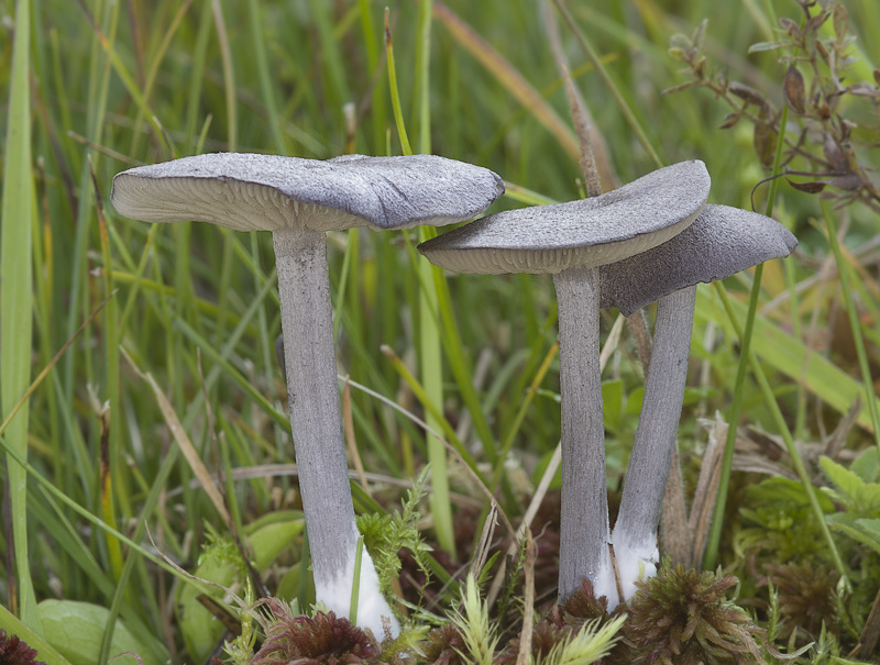 Entoloma mougeotii